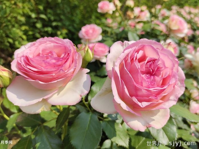 粉色龙沙宝石月季/粉龙/龙沙宝石Rose Eden(图5)