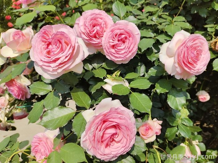 粉色龙沙宝石月季/粉龙/龙沙宝石Rose Eden(图3)