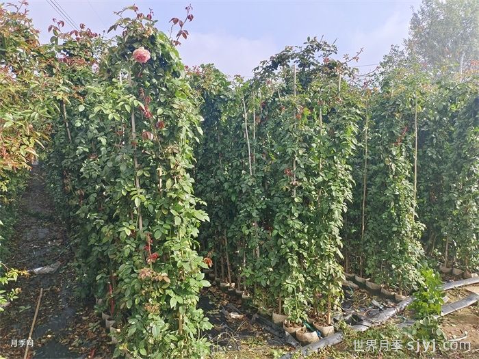 粉色龙沙宝石月季/粉龙/龙沙宝石Rose Eden(图6)