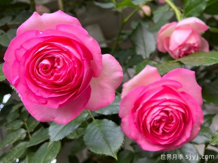 深粉龙沙宝石月季Pink Eden Rose(图1)