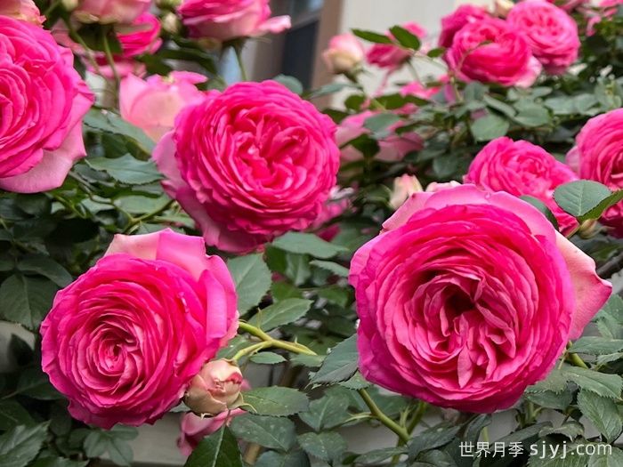 深粉龙沙宝石月季Pink Eden Rose(图2)