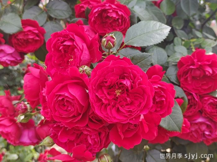 弗洛伦蒂娜月季/蒂娜/佛罗伦萨Florentina(图1)