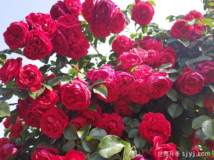 弗洛伦蒂娜月季/蒂娜/佛罗伦萨Florentina(图3)