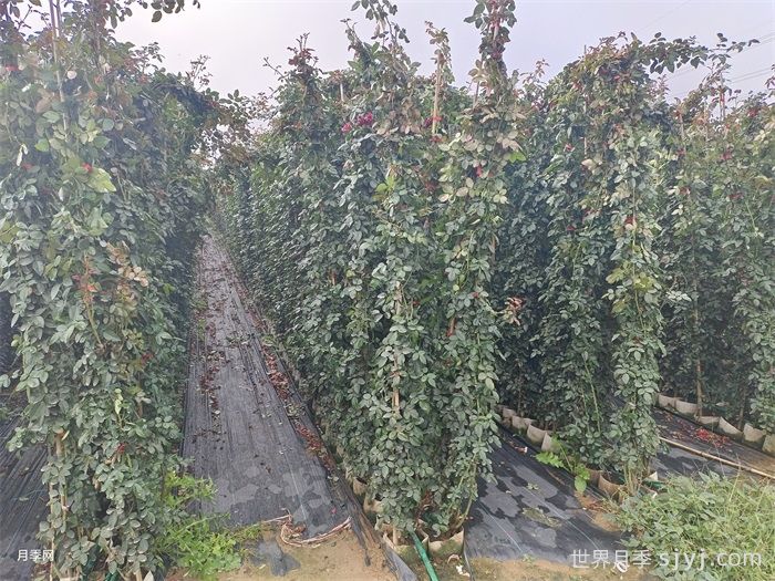 弗洛伦蒂娜月季/蒂娜/佛罗伦萨Florentina(图6)