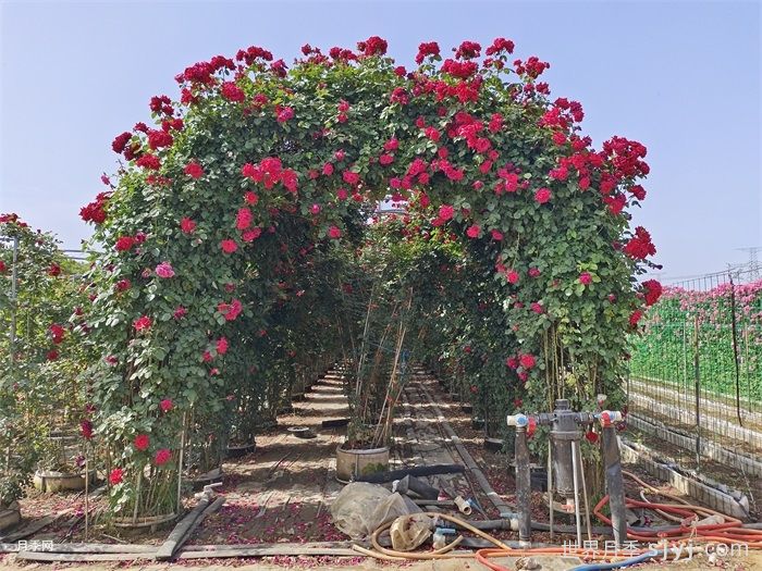 弗洛伦蒂娜月季/蒂娜/佛罗伦萨Florentina(图8)