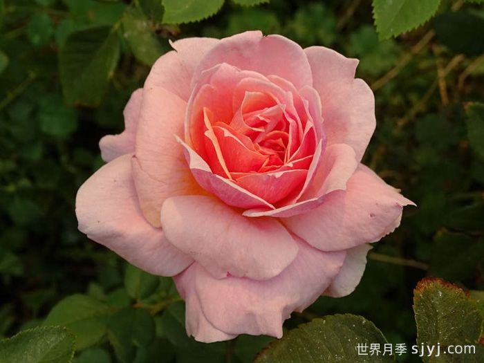 娜芙蒂蒂王后月季Queen Nefertiti(图2)