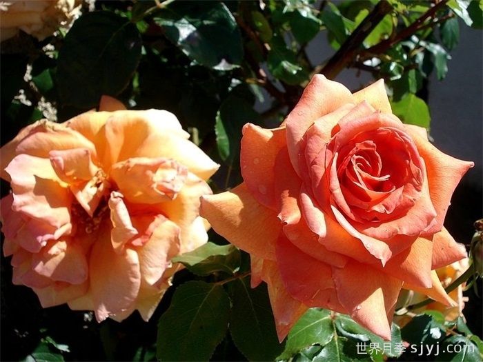 藤本贝蒂娜月季/登山者贝蒂娜月季Grimpant Bettina(图3)