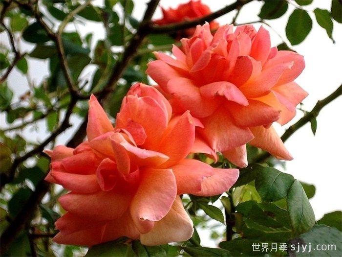 藤本贝蒂娜月季/登山者贝蒂娜月季Grimpant Bettina(图2)