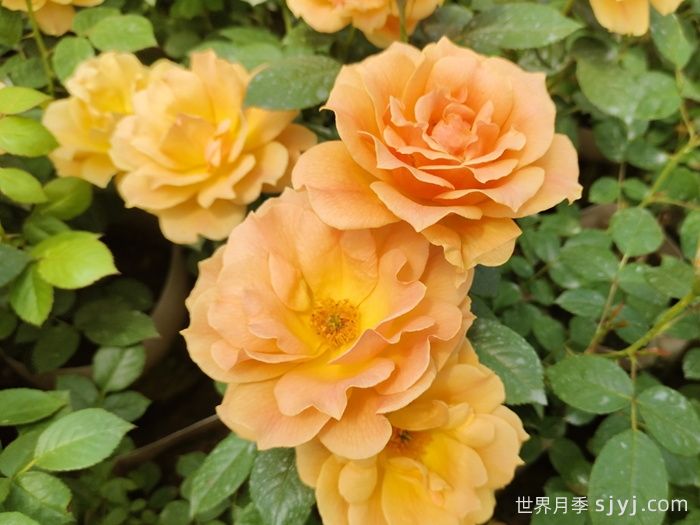 黄从容月季/黄丛蓉Yellow Leisure Liness(图3)