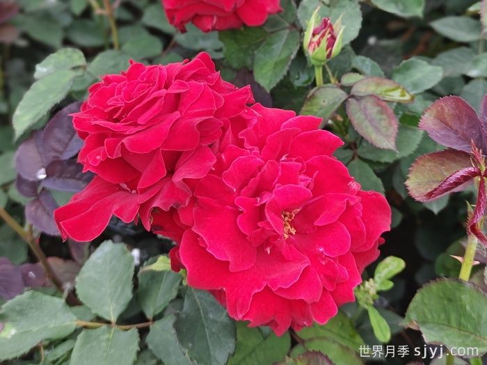 萨曼莎月季Samantha(图1)