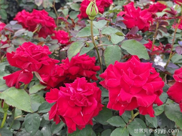 萨曼莎月季Samantha(图3)