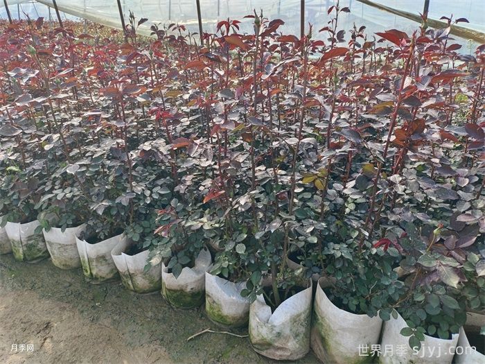 萨曼莎月季Samantha(图6)