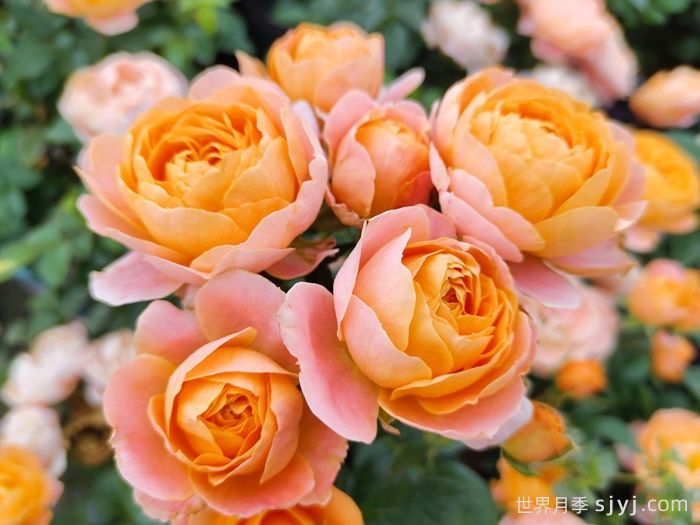 果汁阳台月季Juicy Terrazza(图4)