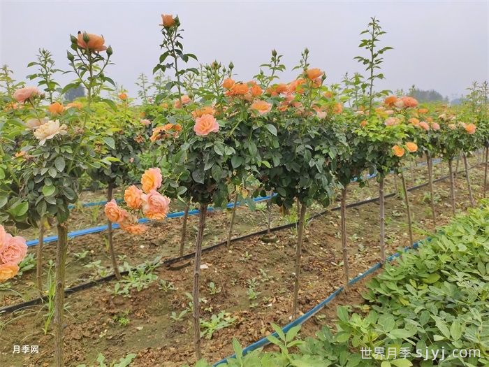 果汁阳台月季Juicy Terrazza(图8)