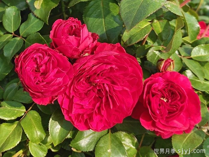 红色达芬奇月季/红达月季Red Leonardo da Vinci(图2)