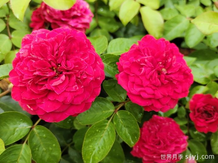 红色达芬奇月季/红达月季Red Leonardo da Vinci(图4)