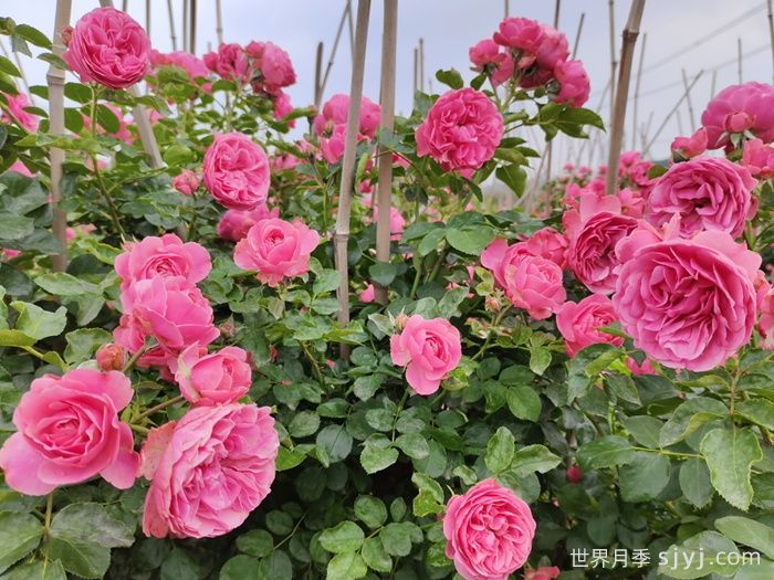 粉色达芬奇月季/粉达月季Leonardo da Vinci(图4)