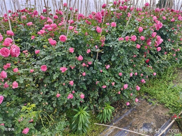粉色达芬奇月季/粉达月季Leonardo da Vinci(图5)