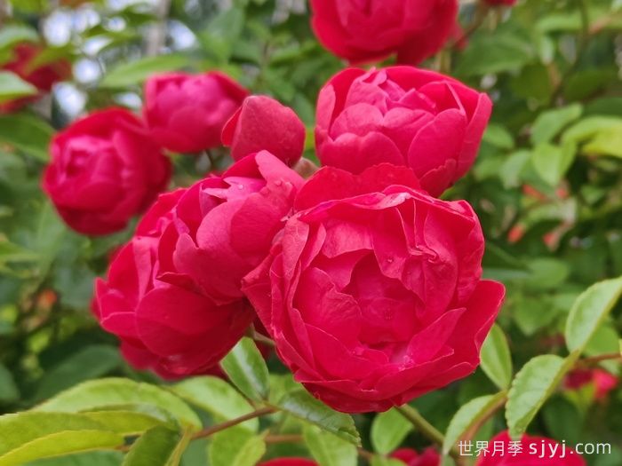 红木香月季/藤本红柯斯特/四季红木香Cl Dick koster(图1) 红木香月季/藤本红柯斯特/四季红木香Cl Dick koster(图1)