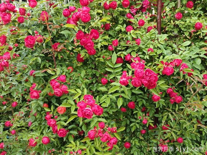 红木香月季/藤本红柯斯特/四季红木香Cl Dick koster(图5) 红木香月季/藤本红柯斯特/四季红木香Cl Dick koster(图5)