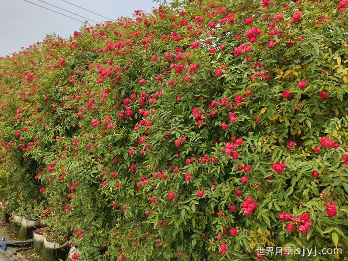 红木香月季/藤本红柯斯特/四季红木香Cl Dick koster(图6) 红木香月季/藤本红柯斯特/四季红木香Cl Dick koster(图6)
