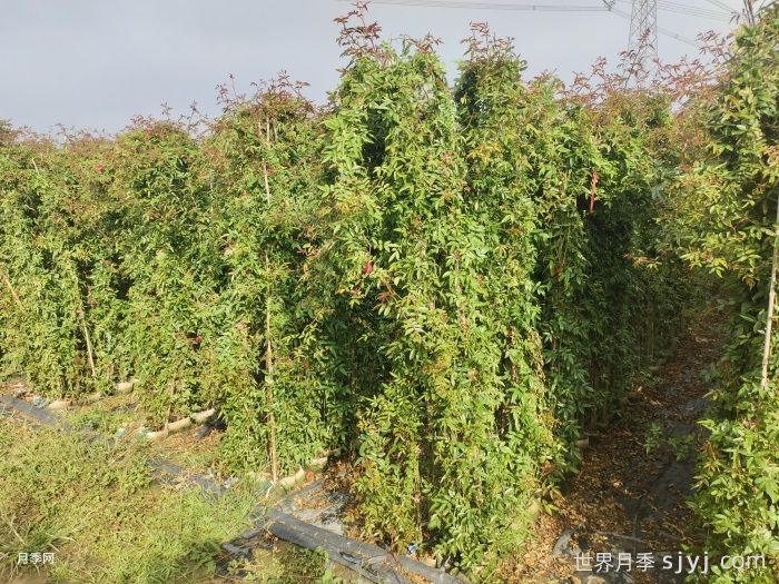 红木香月季/藤本红柯斯特/四季红木香Cl Dick koster(图7) 红木香月季/藤本红柯斯特/四季红木香Cl Dick koster(图7)