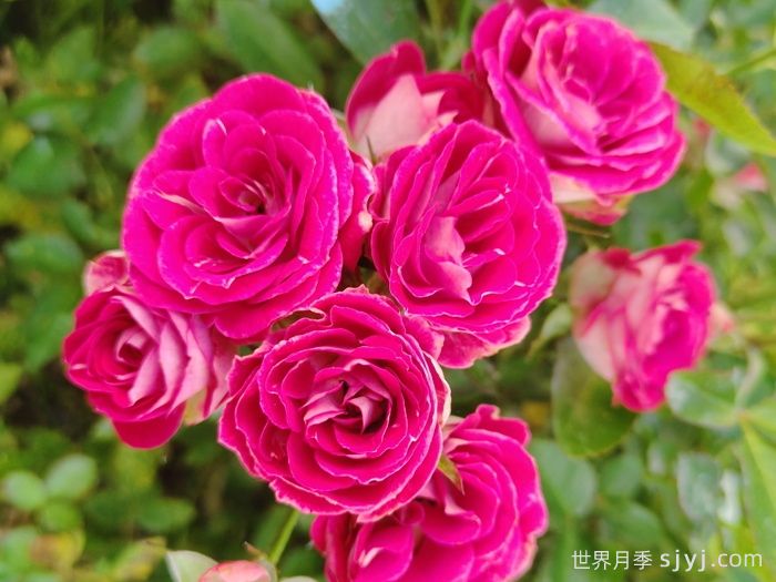 红宝石冰月季/岳之梦Ruby Ice(图4)