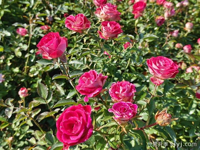 红宝石冰月季/岳之梦Ruby Ice(图5)