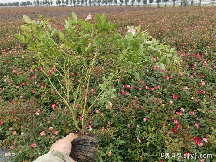 红宝石冰月季/岳之梦Ruby Ice(图7)