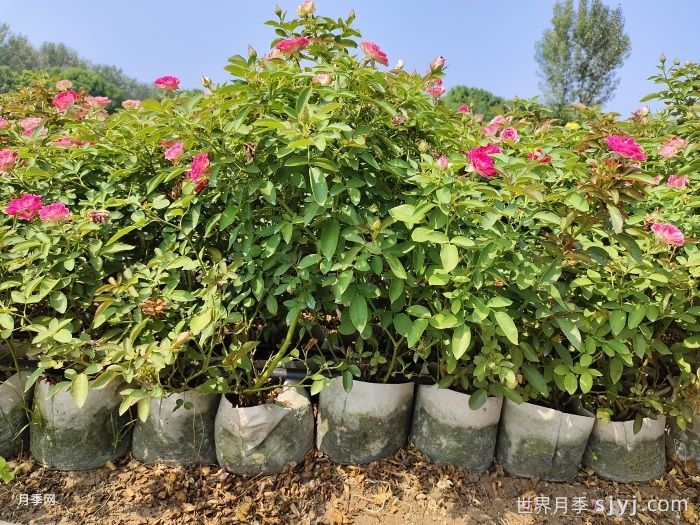 红宝石冰月季/岳之梦Ruby Ice(图9)