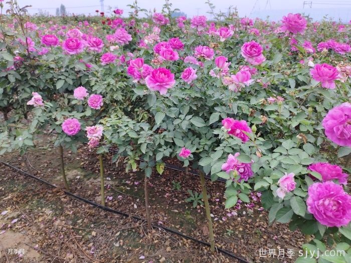 棒棒糖月季/小青杆月季(图3)