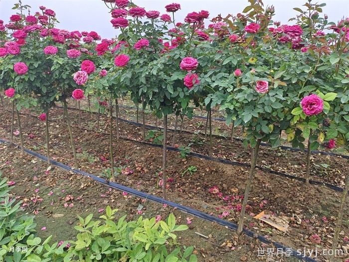 棒棒糖月季/小青杆月季(图5)