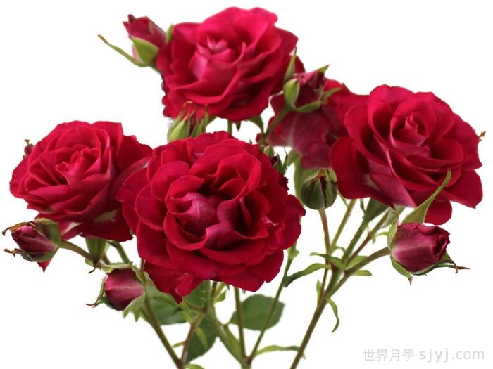 棒棒糖之花月季Lollipop Blossoms(图1)