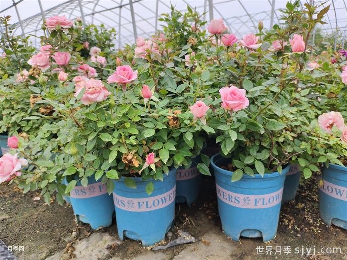 切花月季/切花月季苗(图1)