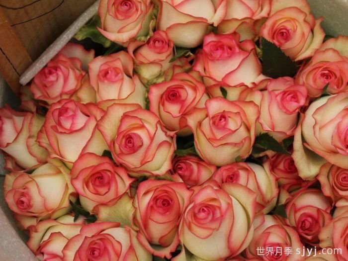 朱米莉亚月季/艾莎月季/爱莎玫瑰Jumilia(图3)