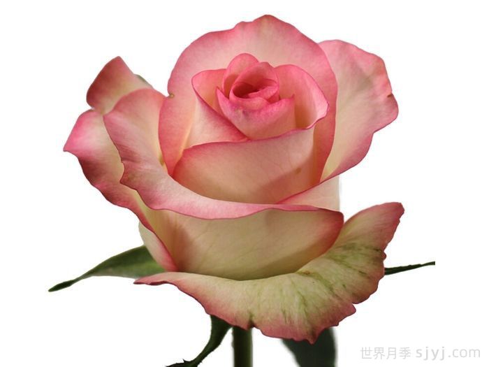 朱米莉亚月季/艾莎月季/爱莎玫瑰Jumilia(图4)