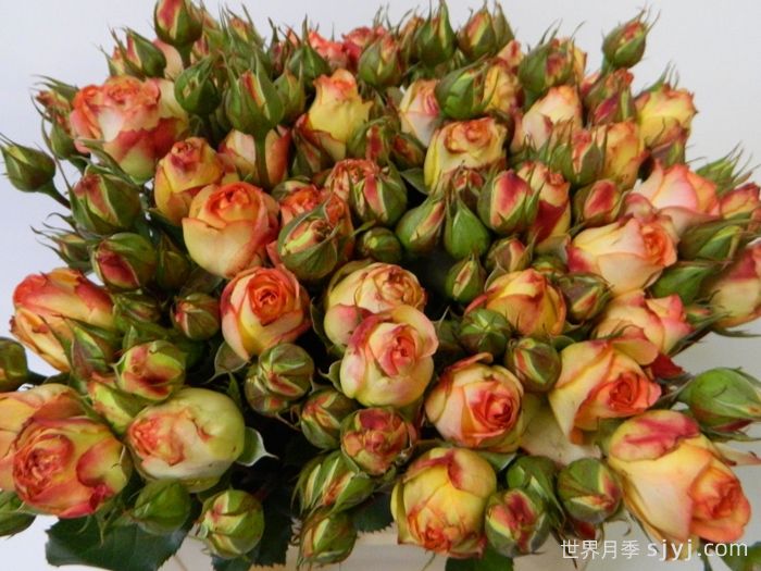 拉丁绒球月季Latin Pompon Freelander(图2)