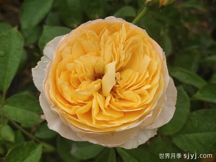 朱丽叶月季/切花朱丽叶Juliet(图1)