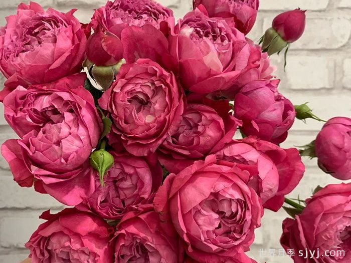 樱桃朱莉塔月季/樱桃朱丽叶塔Julieta Cerise(图2)