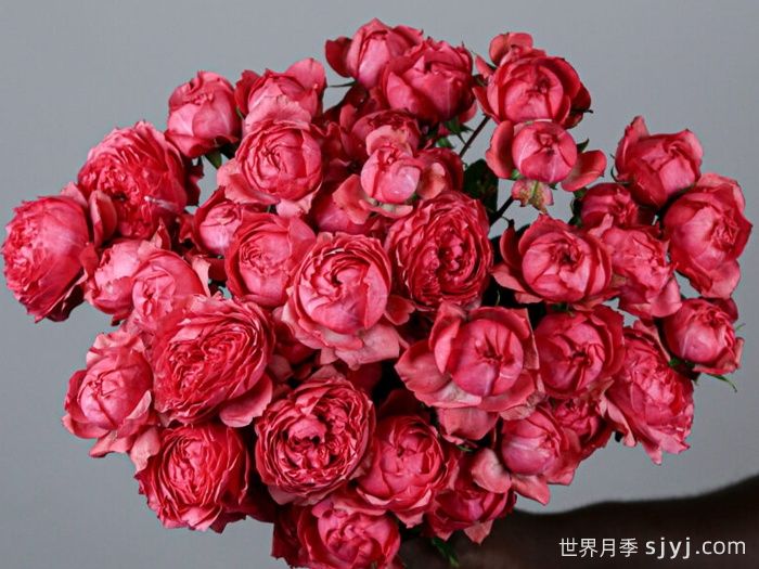 树莓朱莉塔月季/树莓朱丽叶塔Julieta Raspberry(图1)