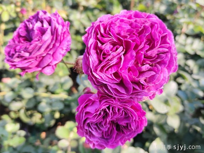 比利时月季/密涅瓦月季Minerv(图2)