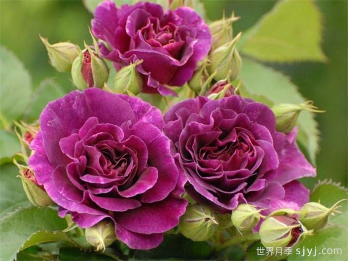 比利时月季/密涅瓦月季Minerv(图3)