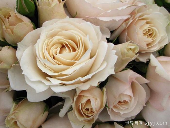 比利时公主月季Princesse Astrid de Belgique(图3)