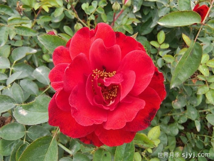 猩红伯尼卡月季/深圳红月季Scarlet Bonica(图1)