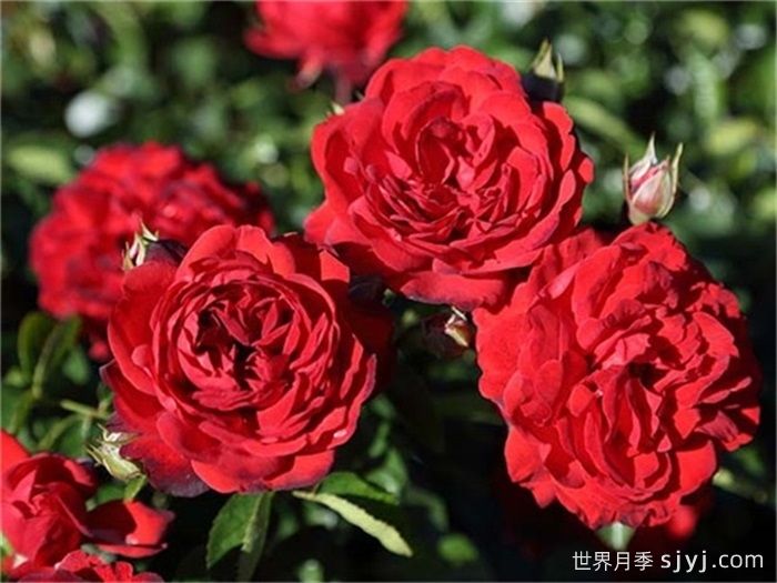 猩红伯尼卡月季/深圳红月季Scarlet Bonica(图2)