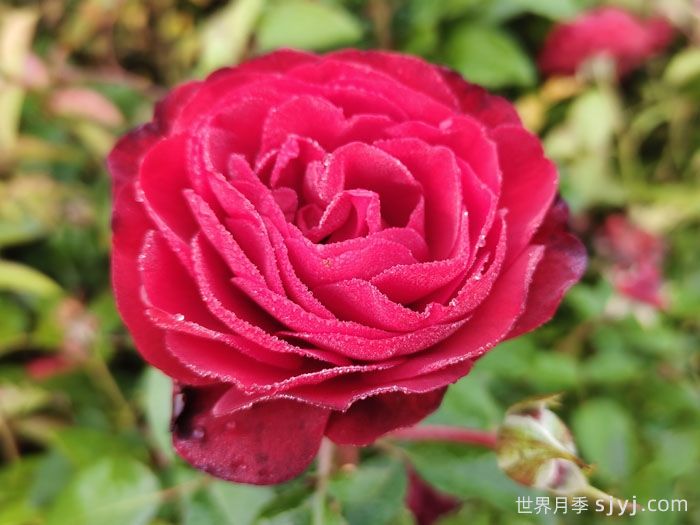 猩红伯尼卡月季/深圳红月季Scarlet Bonica(图3)