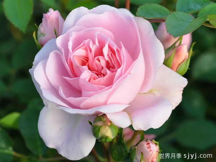 伯尼卡月季/博尼卡月季Bonica(图3)