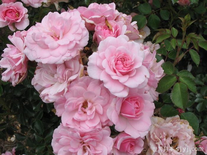 伯尼卡月季/博尼卡月季Bonica(图5)