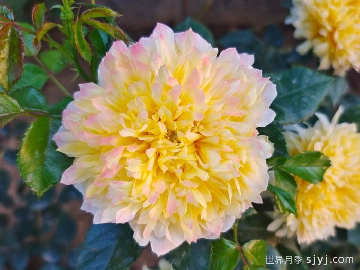 烟花波浪月季/烟花褶边Fireworks Ruffles(图3)