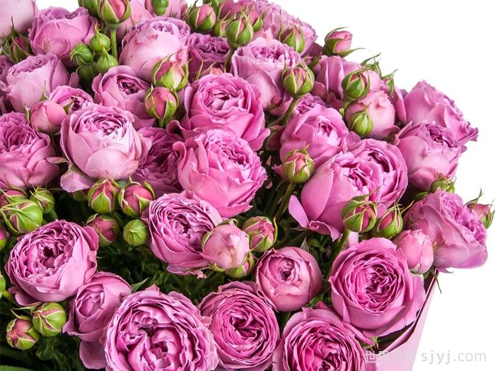 紫雾泡泡月季/迷雾泡泡Misty Bubbles(图3)